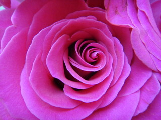 Pink rose buds