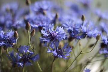 A bouquet of cornflowers