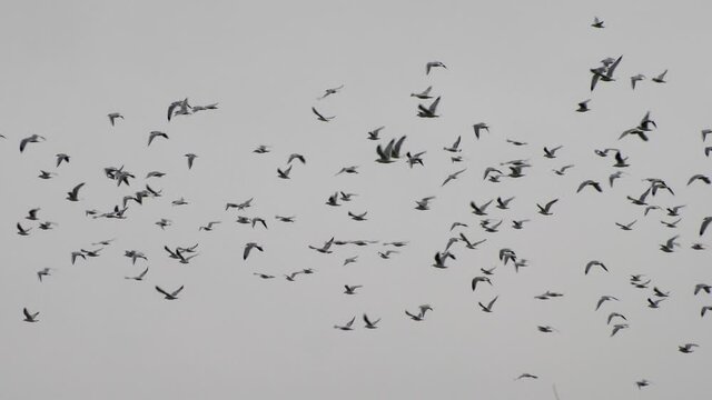 Long shot flock of seagulls flying free in the sky. Slow motion 4K