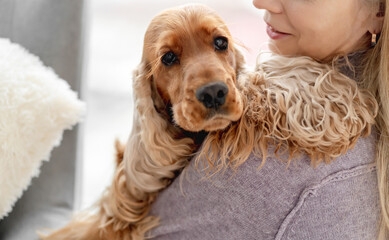 English cocker spaniel dog at home