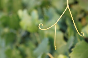 stem growing in garden with a spiderweb 