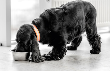 English cocker spaniel dog at home