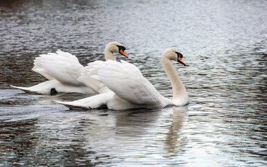 Obraz premium A pair of white swans synchronously swim on the water surface of the lake