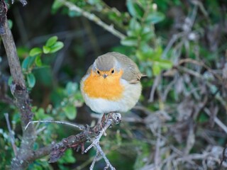 rouge gorge sur une brindille