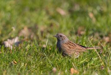 Dunnock - Prunella modularis, small shy passerine bird from Europeans gardens and woodlands, Zlin, Czech Republic.