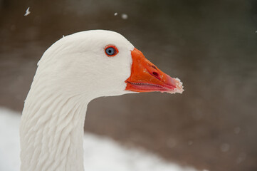 Gans Kopf im Profil im Schnee
