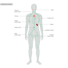 Lymphatic system concept