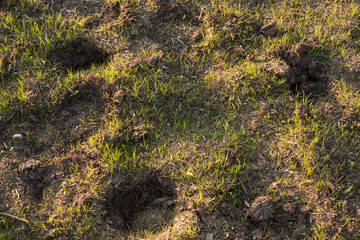 horse hoof prints on the ground
