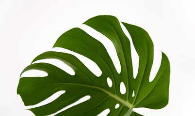 Monstera plant green leaves on white background. Tropical, botanical nature concept. Minimalism and house plant.