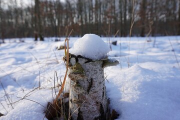 Frozen Winter Forest With Tree Stump