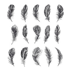 Feathers set, Hand drawn style, vector illustrations.