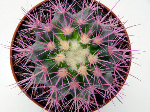 Prickly Colored Cactus On A White Background View From Above