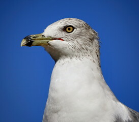 Head shot of Ring-billed gull against blue sky background. Larus delawarensis.