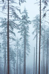 snow on the trees in the mountain in Bilbao, Spain, winter season