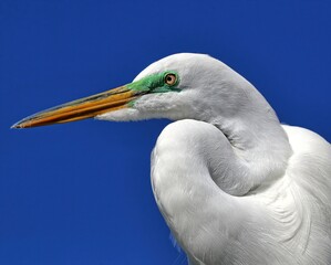 Head shot of a Great egret with greenish/blue lores. Ardea alba.