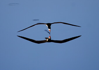 Lone Black skimmer skimming a calm water pond with reflection. Rynchops niger. - obrazy, fototapety, plakaty