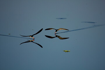 Pair of Black skimmer skimming a calm water pond with reflection. Rynchops niger. - obrazy, fototapety, plakaty