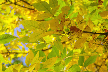 View of a branch with bright yellow-green leaves. The onset of autumn.