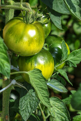 Croissance de tomates vertes en plant	