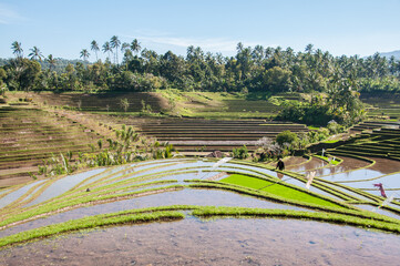 Fototapeta na wymiar Campos de arroz. Arrozales en Bali. Indonesia