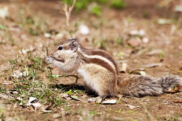 Naklejka na ściany i meble ground squirrel, quirrels are small rodents
