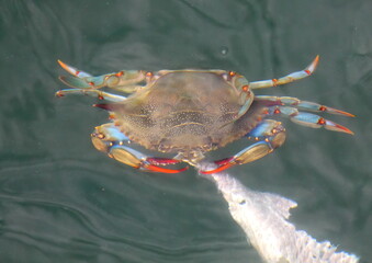 Blue crab from the top pulling on the meal of the day. Callinectes sapidus.