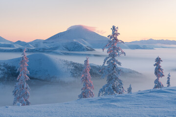Trees in the morning pink light against the backdrop of snow-capped mountains. Fog on the Olchansky pass in the coldest place on Earth - Oymyakonsky region. Sunrise In the snowy mountains. - 406668647