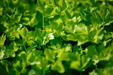 Fototapeta na wymiar Green celery in growth at vegetable garden