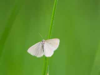 Drab looper moth (Minoa murinata) tiny butterfly