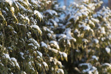 Snow-covered thuja illuminated by the sun in frosty weather