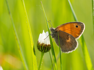 Small heath (Coenonympha pamphilus) butterfly on white flower