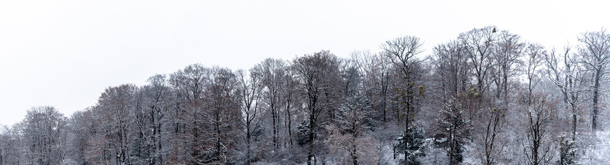 Fototapeta na wymiar Panorama schneebedeckte Baumkronen