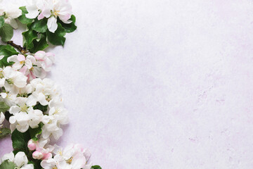 Naklejka na ściany i meble Flat lay of white apple blossom flowers over light lilac background. Top view, copy space.
