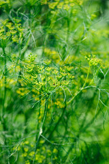 Fennel (Foeniculum vulgare) in growth at garden