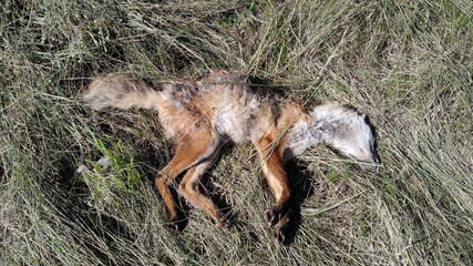 The body of a dead fox. The dead animal decomposes on the grass.