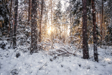 winter sunny forest in estonia