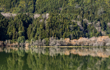 Furnas lake with reflection of trees and clouds in water. Sao Miguel island, Azores.