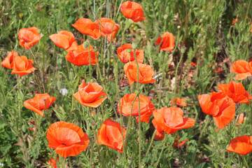 Red poppy among the field grasses in summer. Beautiful wildflowers. Untouched nature.