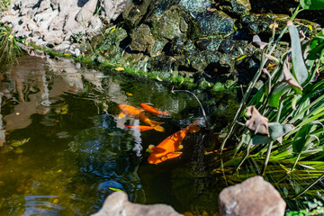 Very beautiful pond with goldfish. Koi carp - colorful decorative fish for decorating artificial reservoirs. Rich colors, individuals of different sizes among water, vegetation and rocks