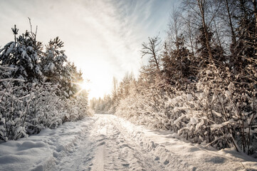 winter sunny forest in estonia