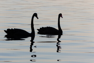 Silhouetted black swans (Cygnus atratus)