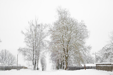 winter, all the trees in the vicinity of the village are covered with snow