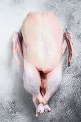 Raw whole duck, poultry meat. White background. Top view