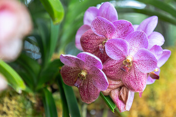 Orchid flower in orchid garden at winter or spring day. Vanda Orchid