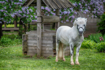 A beautiful white horse stands in the courtyard of a village house near a well.