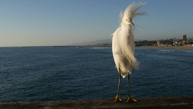 White snowy egret on wooden pier railings, Oceanside boardwalk, California USA. Ocean beach, sea water waves. Close up of coastal heron bird, seascape and blue sky. Funny animal behavior portrait.