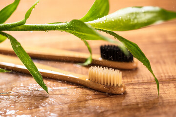 Bamboo plant and eco-friendly toothbrush