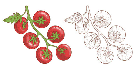 Tomatoes. Tomatoes on branches, hand-drawn. Engraving style and color, illustration isolated on white.
