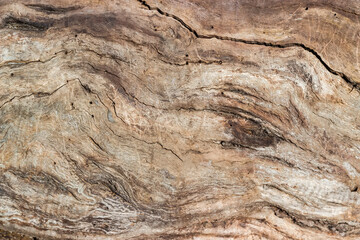 Cracked trunk of withered tree without bark, background