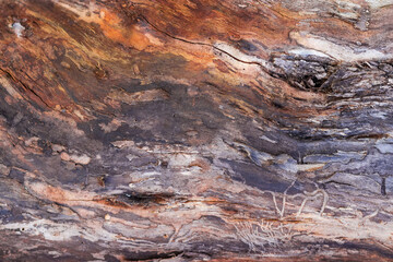 Cracked decrepit trunk of withered tree without bark, background